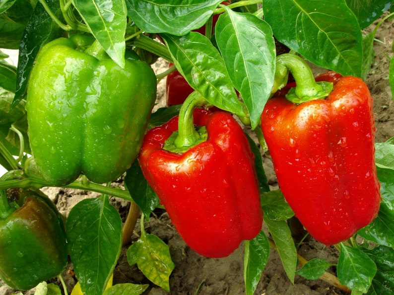 Organic Grand Bell Pepper Plant Capsicum Annuum Seeds image 1