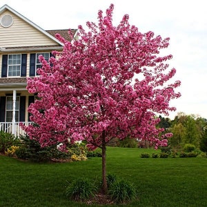 Himalayan Crabapple Tree Malus Baccata Seeds image 3