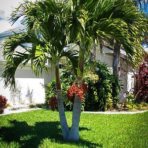 Christmas Palm Tree (Adonidia Merrillii) Seeds