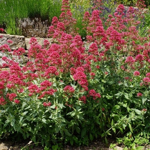 Jupiter&#39;s Beard / Red Valerian (Centranthus Ruber) Seeds