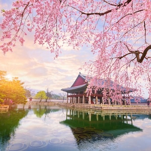 Korean Flowering Cherry Tree (Prunus Takesimensis) Seeds - NEW FOR 2025