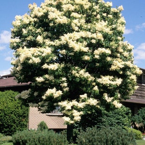 Japanese Amur Lilac Tree Syringa Amurensis Japonica Seeds image 2