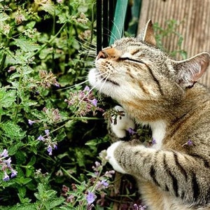 Seeds Catmint (Catnip, Catswort, Catwort) Heirloom Herbs for Planting Non  GMO