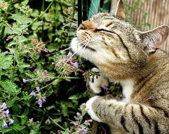 Catnip Plant (Nepeta Cataria) Seeds