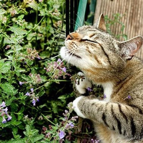 Plantes dherbe à chat Nepeta Cataria Graines -  France