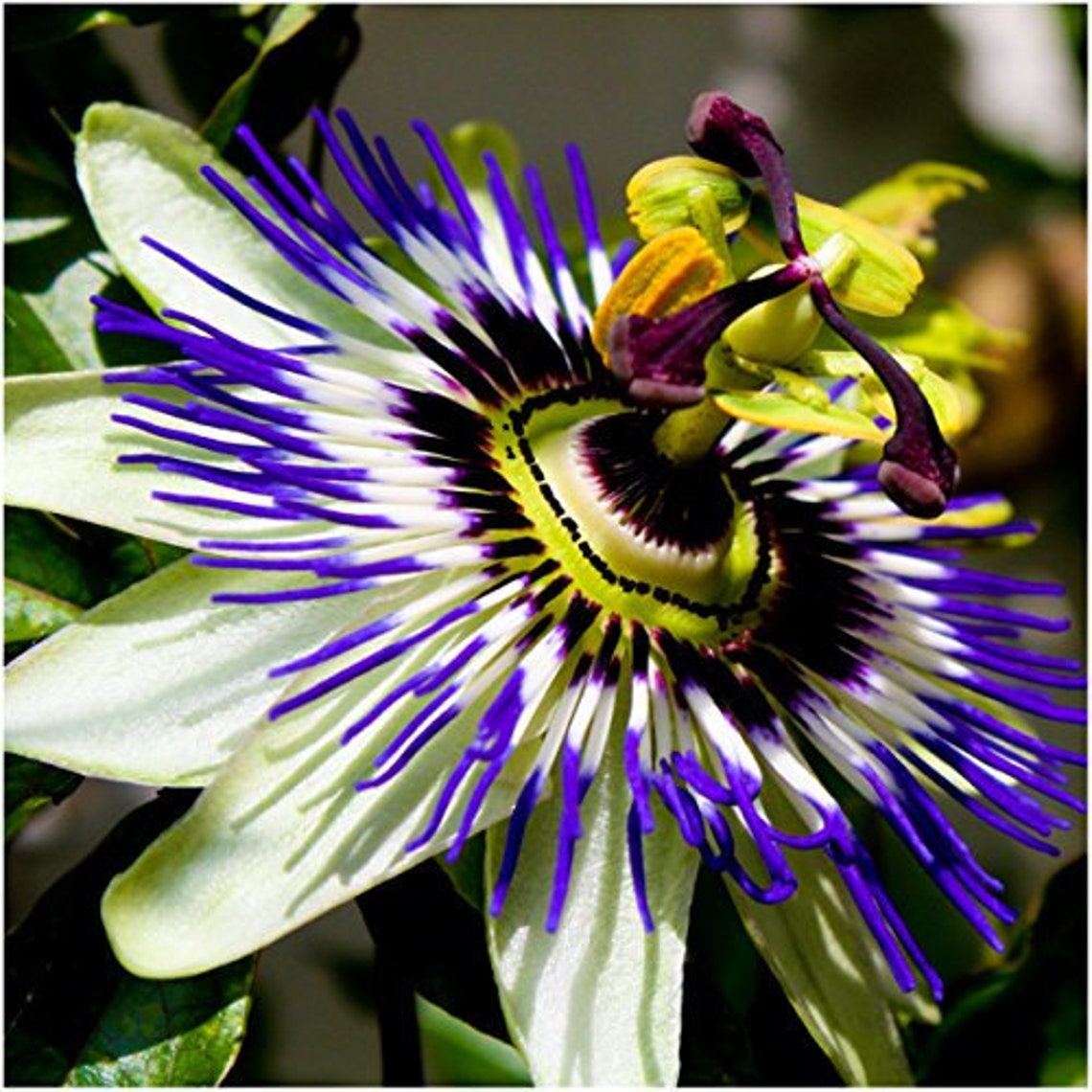 Blue Crown Passion Flower passiflora Caerulea Seeds - Etsy