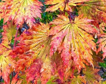 May include: Close-up of a Japanese maple tree with vibrant red, orange, and yellow leaves. The leaves are delicate and intricate, showcasing the beauty of autumn foliage.
