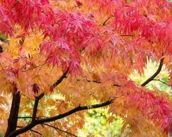 Fireglow Japanese Maple Tree (Acer Palmatum 'Fireglow') Seeds - NEW FOR 2024