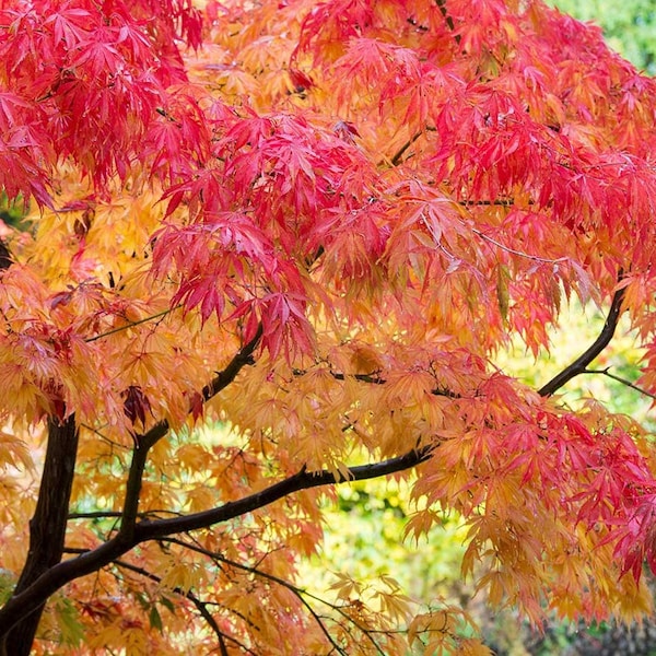 Fireglow Japanese Maple Tree (Acer Palmatum 'Fireglow') Seeds - NEW FOR 2024