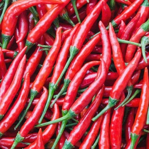 Organic Cayenne Pepper Plant (Capsicum Annuum) Seeds