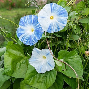 Flying Saucer Morning Glory Flower (Ipomoea Tricolor) Seeds