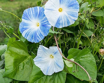 Flying Saucer Morning Glory Flower (Ipomoea Tricolor) Seeds