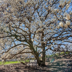Yulan Magnolia Tree (Magnolia Denudata) Seeds - NEW FOR 2024