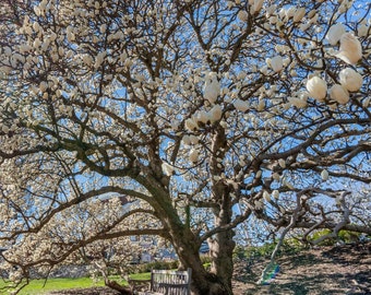 Yulan Magnolia Tree (Magnolia Denudata) Seeds - NEW FOR 2024