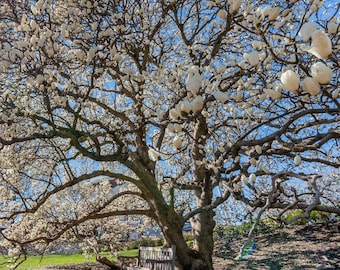 5 Saucer Magnolia Seeds - Tulip Tree (Magnolia Soulangeana) Pink & White Flowers