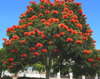 African Tulip Tree (Spathodea Campanulata) Seeds