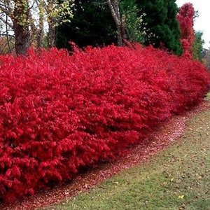 Scarlet Red Burning Bush Plant (Euonymus Atropurpureus) Seeds
