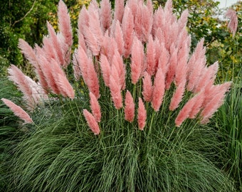 Pink Pampas Ornamental Grass (Cortaderia Selloana 'Pink') Seeds