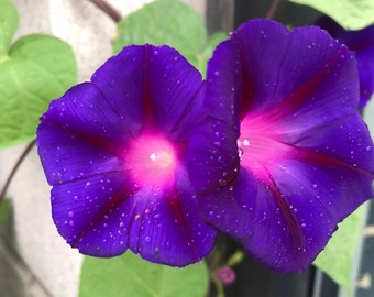 May include: Two purple morning glory flowers with pink centers and water droplets on the petals.