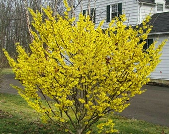 Semillas de árbol de hamamelis (Hamamelis virginiana)