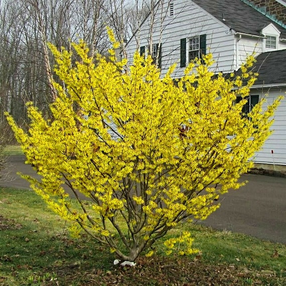 Witch Hazel Tree hamamelis Virginiana Seeds Etsy Canada