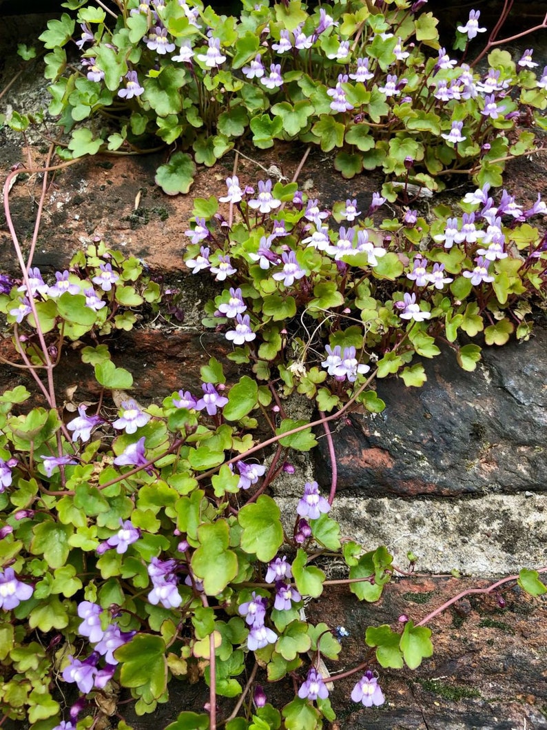 Kenilworth Ivy Plant Cymbalaria Muralis Seeds image 3