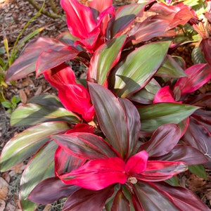 May include: A close-up of a red and green tropical plant with large, glossy leaves. The leaves have a deep red color with green veins running through them.
