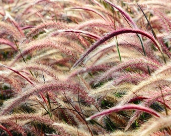 Red Jewel Millet Ornamental Grass (Setaria Italica) Seeds