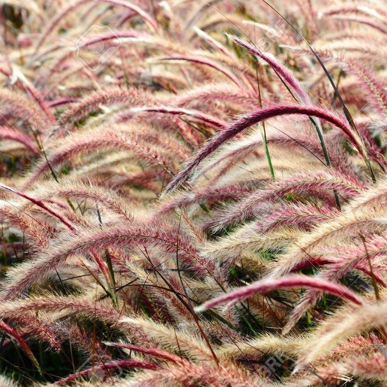 Red Jewel Millet Ornamental Grass Setaria Italica Seeds image 1