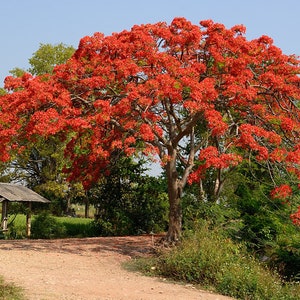 Royal Poinciana Flamboyant Tree Delonix Regia Seeds image 2