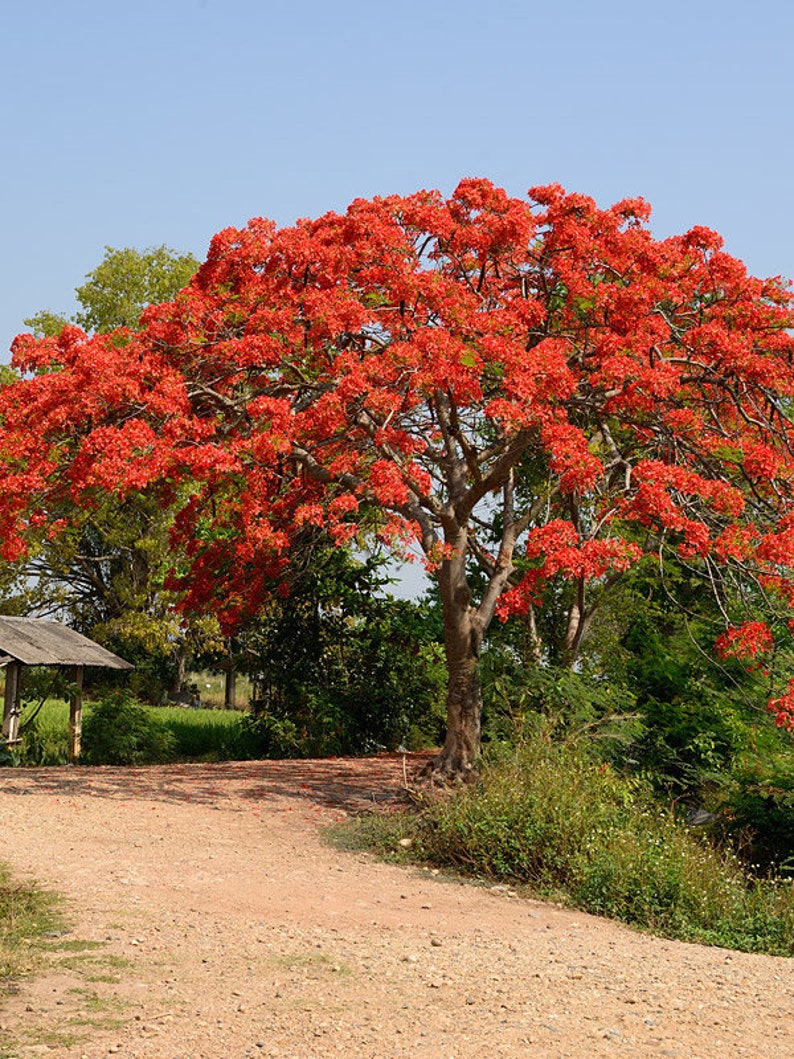 Royal Poinciana Flamboyant Tree Delonix Regia Seeds image 2