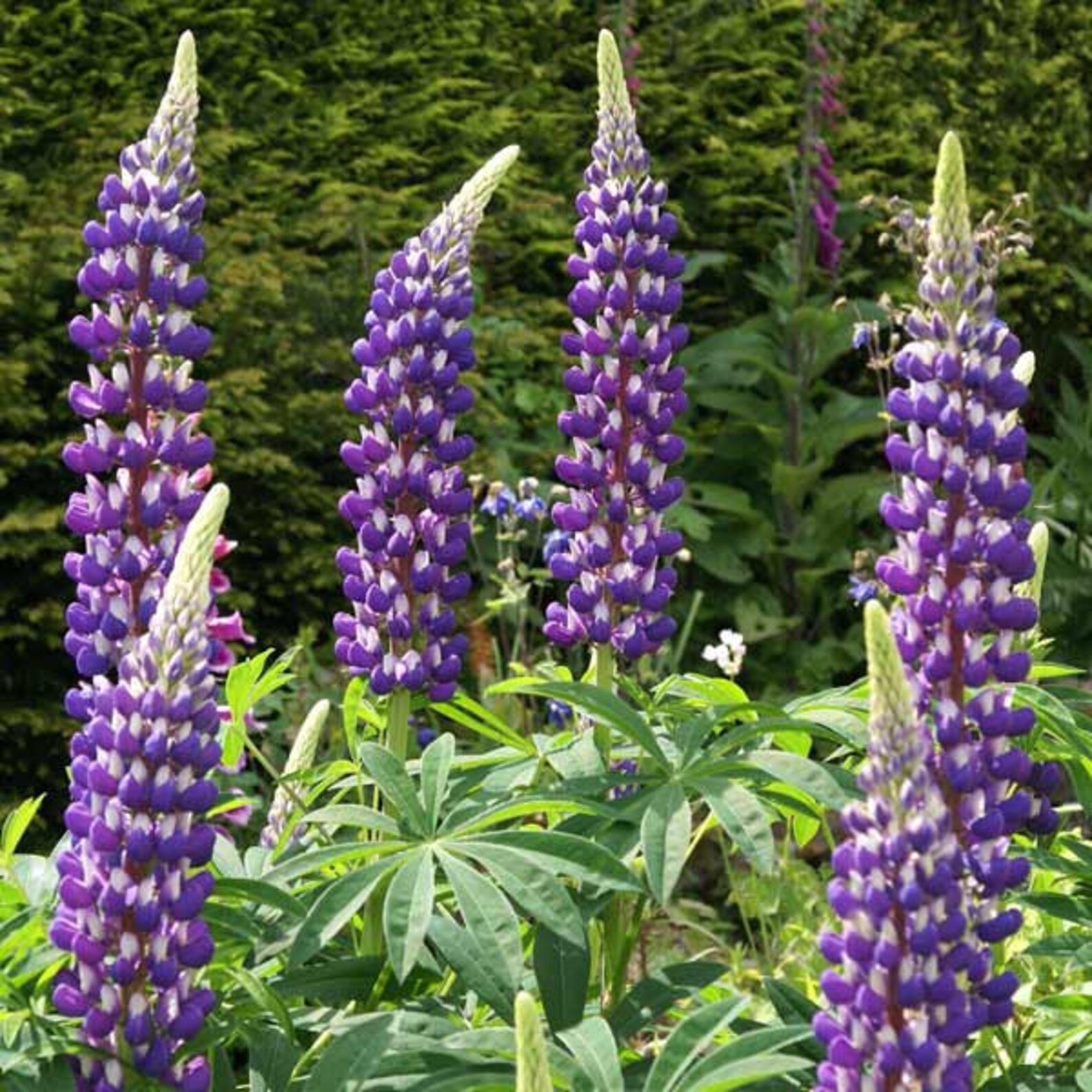 Governor Blue Lupine (lupinus Polyphyllus) Seeds - Etsy