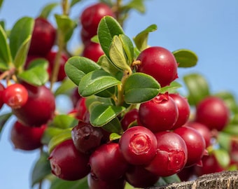 Organic Lingonberry Plant (Vaccinium Vitis-Idaea) Seeds