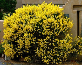 Spanish Broom Plant (Spartium Junceum) Seeds