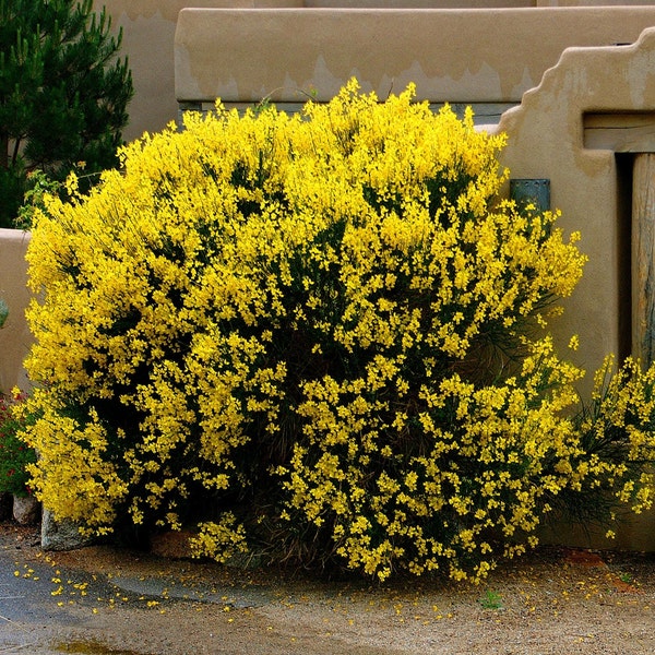 Spanish Broom Plant (Spartium Junceum) Seeds