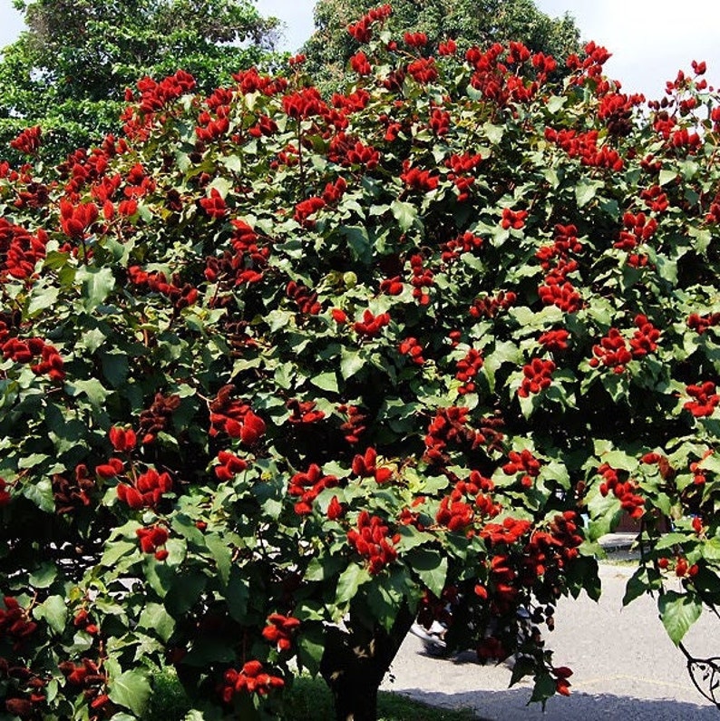 Achiote Lipstick Tree Bixa Orellana Seeds image 3