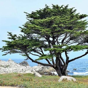 Monterey Cypress Tree (Cupressus Macrocarpa) Seeds