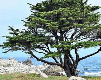 Monterey Cypress Tree (Cupressus Macrocarpa) Seeds