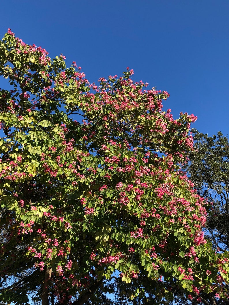 Hong Kong Orchid Tree Bauhinia Purpurea Seeds image 4