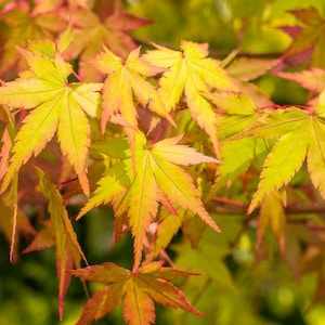 Summer Gold Japanese Maple Tree (Acer Palmatum &#39;Summer Gold&#39;) Seeds - NEW FOR 2025