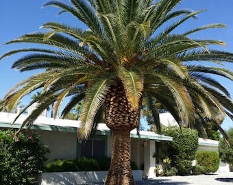 Sylvester Palm Tree Seeds - LIMITED BATCH