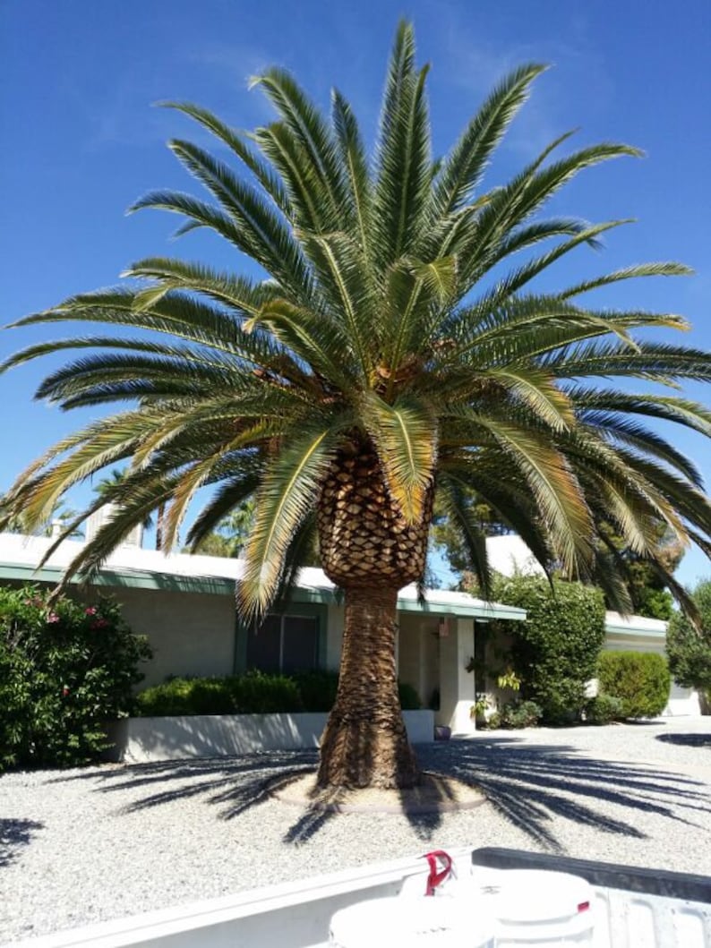 Sylvester Palm Tree Seeds LIMITED BATCH Etsy