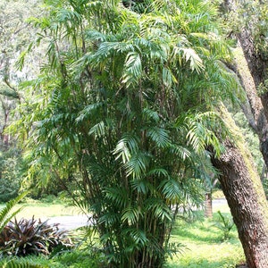 Bamboo Palm Tree Chamaedorea Seifrizii Seeds LIMITED BATCH image 2