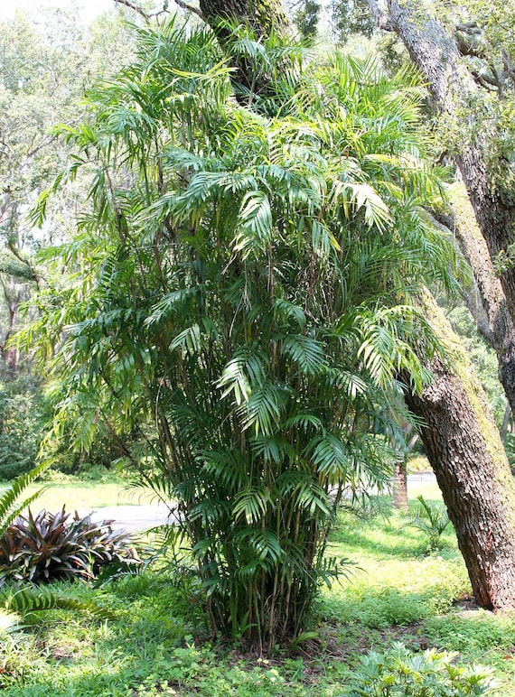 Bamboo Palm Tree (chamaedorea Seifrizii) Seeds - LIMITED BATCH - Etsy