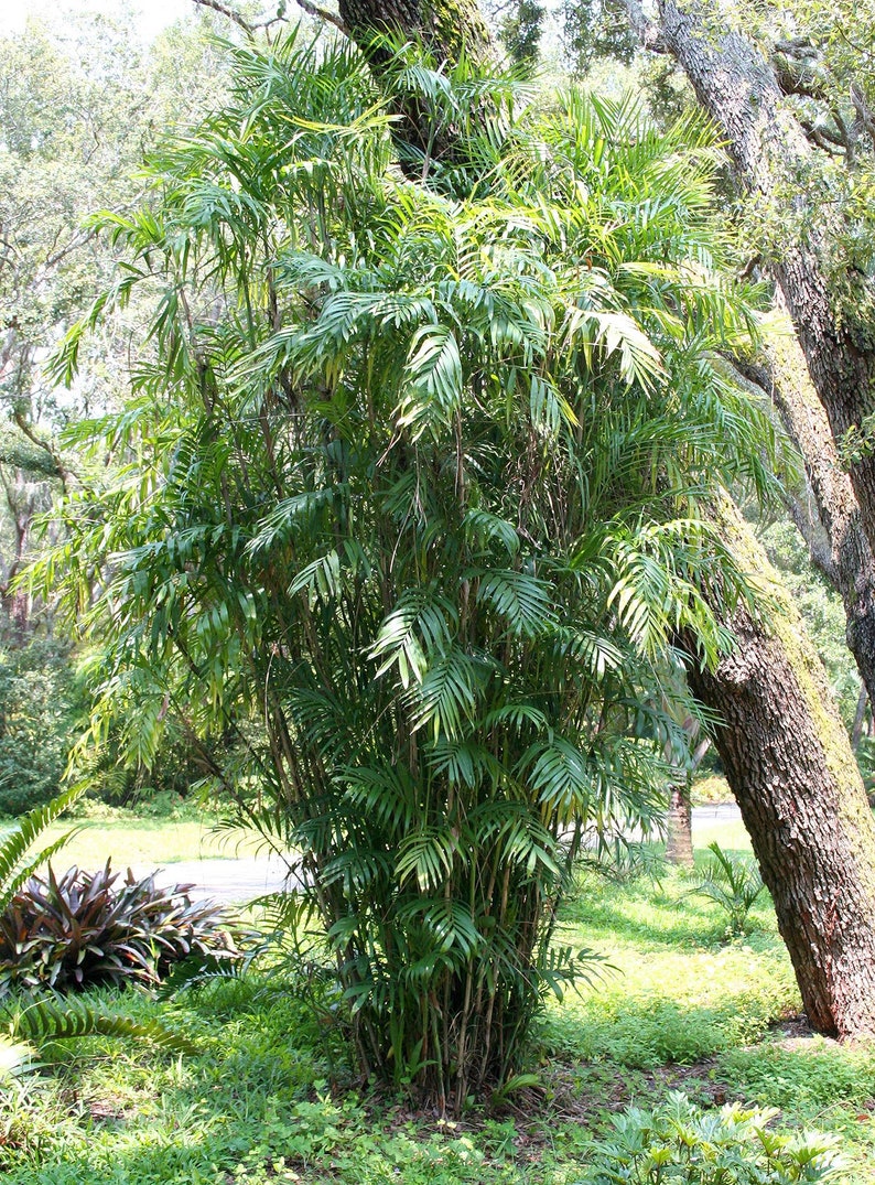 Bamboo Palm Tree Chamaedorea Seifrizii Seeds LIMITED BATCH image 2