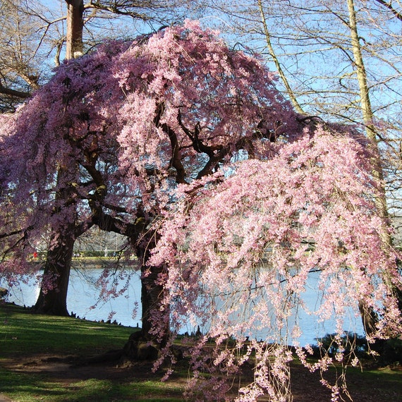 Higan Japanese Flowering Cherry Tree (prunus Subhirtella