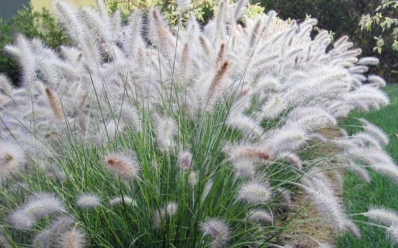 White Fountain Grass Pennisetum Setaceum Alba Seeds image 1