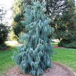 Darjeeling Kashmir Cypress Tree Cupressus Darjeelingensis Seeds image 1