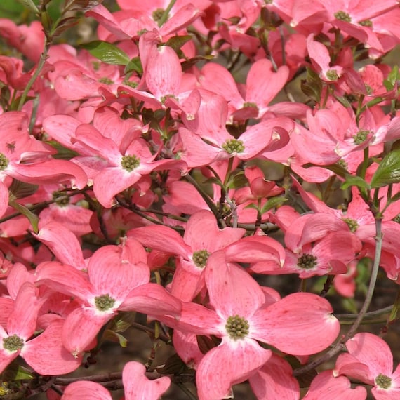 Pink Flowering Dogwood Tree (cornus Florida 'pink') Seeds - Etsy