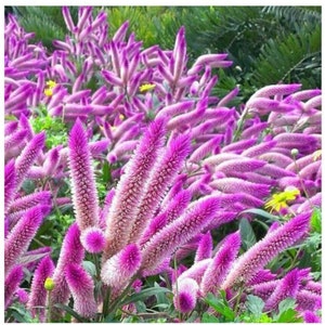 Flamingo Celosia Plant (Celosia Spicata) Seeds